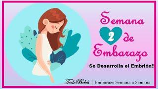 ️ SEMANA 2 DE EMBARAZO ️ ⏩ EMBARAZO SEMANA A SEMANA ⏩ Desarrollo y Evolución del Bebe 