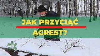 Jak przyciąć agrest - gałązka po gałązce?