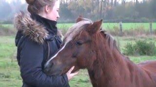 Anja & ihre Welsh - Ponys, Fotoshooting, Alexandra Evang Photographie