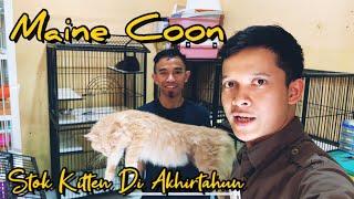 Update stok dan harga adopsi kitten maine coon di akhir tahun