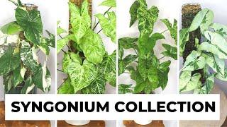 My SYNGONIUM collection | Arrowhead Plant