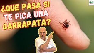 ¿QUE PASA SI TE PICA UNA GARRAPATA?TODO LO QUE NECESITAS SABER