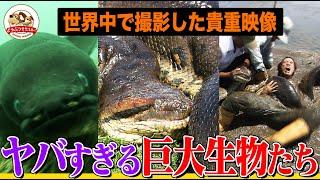 【巨大生物】世界最大級のヘビ、トカゲ、ウナギ、珍獣！大きすぎる動物たちの驚きの生態総集編！名前に“オオ”が付くどうぶつシリーズ【どうぶつ奇想天外／WAKUWAKU】