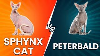 Sphynx Cat vs Peterbald: Learn the Key Differences