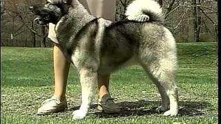 Norwegian Elkhound - AKC Dog Breed Series