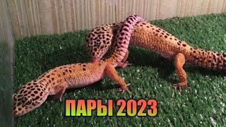 ПАРЫ ЭУБЛЕФАРОВ 2023 СЕЗОНА