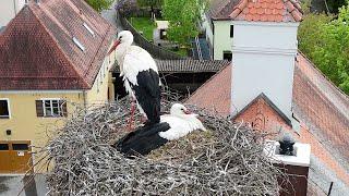 My drone approached the stork's nest - Stork family from air