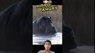 Hippo Angry  #shorts #shortsvideo #viral #viralshorts