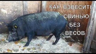 КАК ВЗВЕСИТЬ СВИНЬЮ БЕЗ ВЕСОВ/КАК ВЗВЕСИТЬ КРУПНЫЙ СКОТ БЕЗ ВЕСОВ