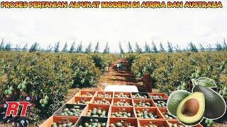 AFRICAN AND AUSTRALIAN AVOCADO MODERN AGRICULTURE | MODERN AGRICULTURAL TECHNOLOGY