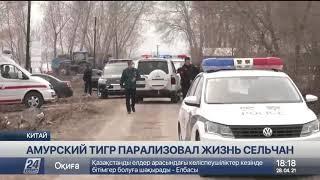 Амурский тигр парализовал жизнь сельчан в Китае