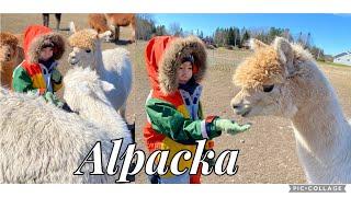 Альпака | Väddö Alpacka Gård