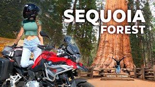 Sequoia Park. Forest of Giant trees