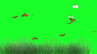 Best Green Screen Butterfly EFFECTS | butterfly green screen | #butterfly