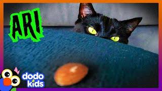 Sweet Spooky Kitty Has The Strangest Best Friend | Happy Halloween | Dodo Kids