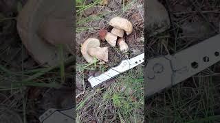 Какие грибочки!!!  #грибники #грибы #природа #mushroom #nature