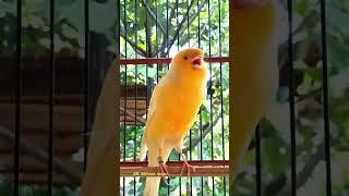 kenari f1 gacor || canario belga || canary singing || canaries singing || kenari gacor #shorts