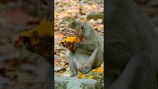 Young female monkey really like to eat manago