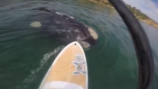 Whale meets Ant
