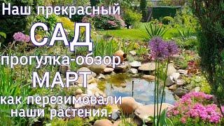 Как перезимовали наши растения. Обзор - прогулка по САДУ + полезные советы.