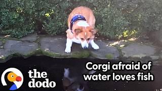 Corgi Is Obsessed With Koi Pond | The Dodo