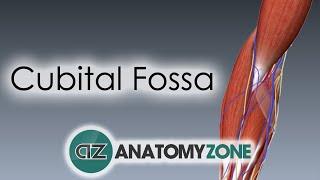 Cubital Fossa | 3D Anatomy Tutorial