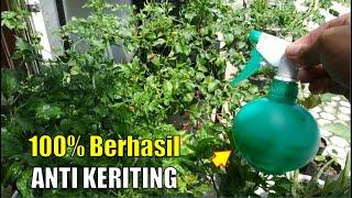 3 Cara BARU Mencegah CABE RAWIT Keriting Daun | 100% Berhasil