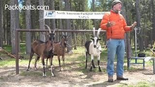 How to Train Pack Goats