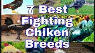 7 Best Fighting Chicken Breeds