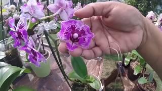 Orchid Collection Update September 2017 (V-38)