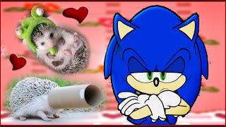 If Sonic The Hedgehog was in a Cute Hedgehogs Compilation Video