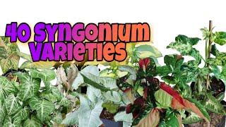 Syngonium Varieties