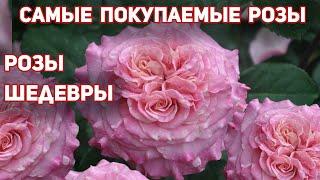 Розы - настоящие шедевры среди чайно-гибридных сортов. Цветение в течении всего лета!