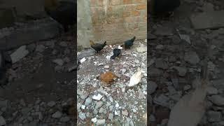 Hens Eating a Food   MR MFK PETS Vlog #2 #hen #chicken