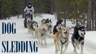 Dog Sledding - Breckenridge, Colorado  - 4K