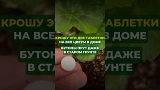 Крошу эти таблетки на все цветы в доме#цветы#сад