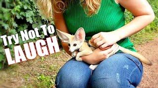 Try Not to Laugh Challenge - Cute Funny Fox Compilation