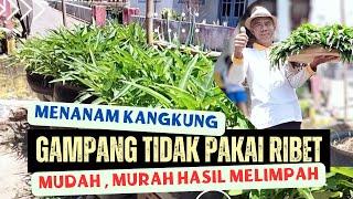 CARA MENANAM KANGKUNG DI POT BEKAS BAN MOBIL SECARA ORGANIK