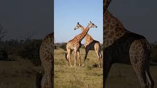 Giraffe Play Fighting - Necking #shorts #animals