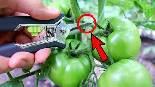 Simple Tomato Pruning Tips That Are SHEAR Genius!