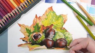 Coloured Pencil Autumn Drawing - Chestnuts With Prismacolor