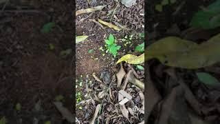 Leafcutter ant colony on the march || Viral Video UK