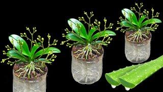 Tips for growing orchids in plastic bottles! The flowers bloom forever without fading