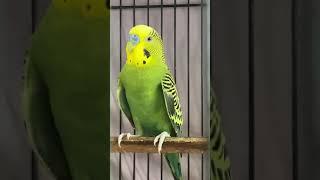 Budgie |Show of Sanjay