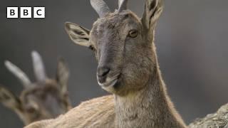 Markhor mountain goats battle on a cliff edge  | Asia - BBC