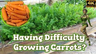 Growing Carrots with Container Gardening from Seed at home