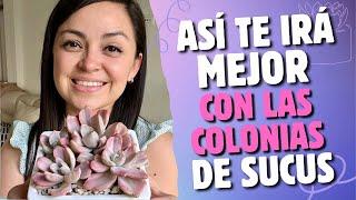 TIPS! Para tener colonias de sucus sanas y grandes 🪷 Corté mi Echeveria Mrs. Richard 