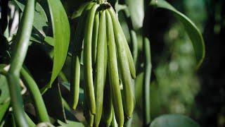 The creation process of CHANEL skincare products - Ep. 1 : Vanilla Planifolia  - CHANEL Skincare