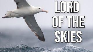 The Albatross: Mightiest of the Seabirds