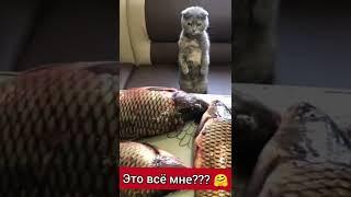 Мечта любого Кота / СМЕШНЫЕ КОРОТКИЕ ВИДЕО С ЖИВОТНЫМИ 